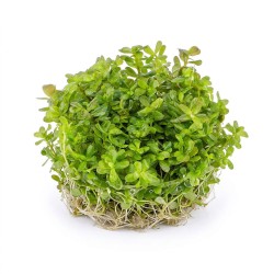 Rotala rotundifolia 'Green' - roślina do akwarium