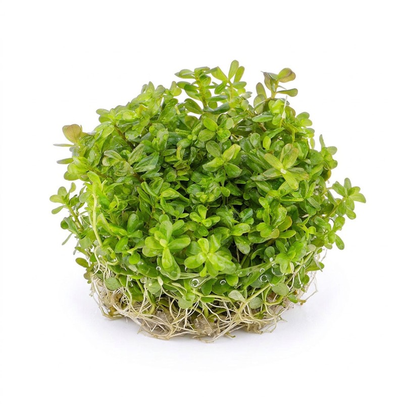 Rotala rotundifolia 'Green' - roślina do akwarium
