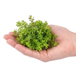 Rotala rotundifolia 'Green' - roślina do akwarium