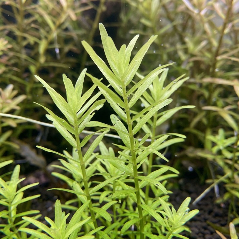 Rotala rotundifolia 'Green' - roślina do akwarium