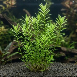 Rotala rotundifolia 'Green' - roślina do akwarium