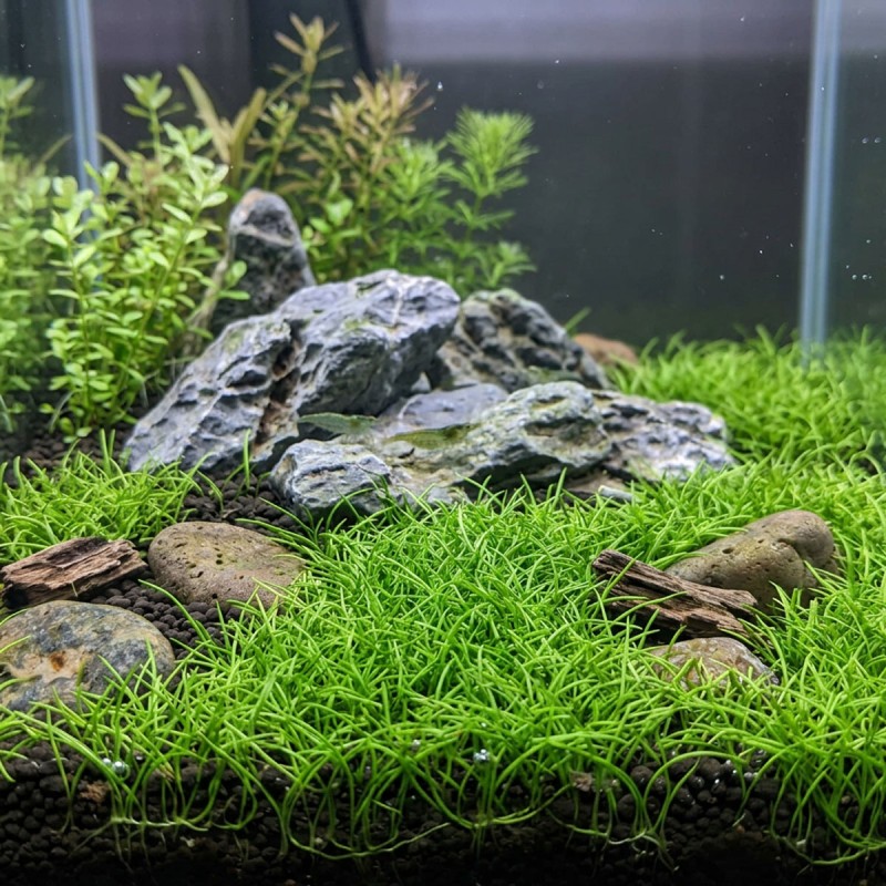 Utricularia graminifolia - roślina do akwarium