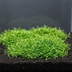 Utricularia graminifolia - roślina do akwarium