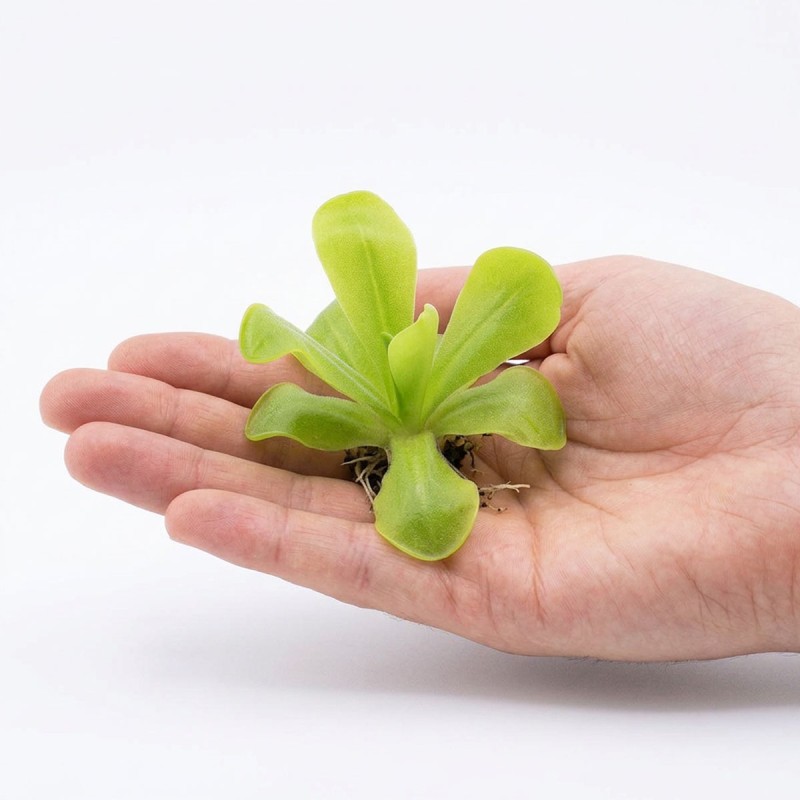 Pinguicula ‘Gina’ - roślina owadożerna tłustosz do terrarium Pinguicula ‘Gina’ - roślina owadożerna tłustosz do terrarium