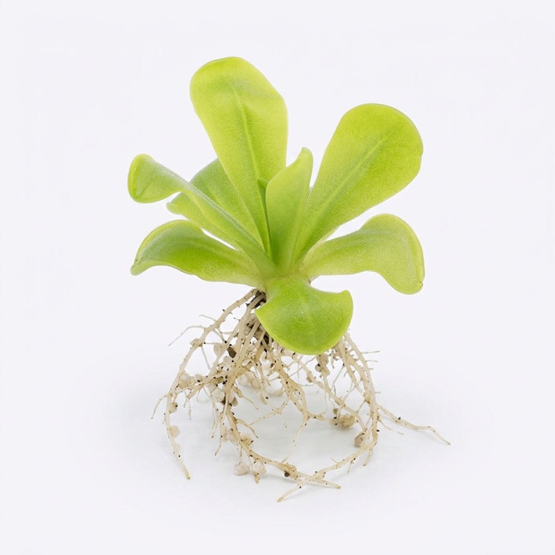 Pinguicula ‘Gina’ - roślina owadożerna tłustosz do terrarium Pinguicula ‘Gina’ - roślina owadożerna tłustosz do terrarium