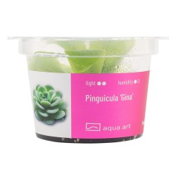 Pinguicula ‘Gina’ - roślina owadożerna tłustosz do terrarium Pinguicula ‘Gina’ - roślina owadożerna tłustosz do terrarium