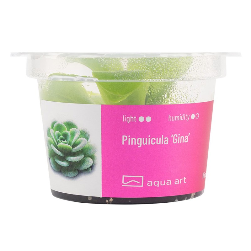 Pinguicula ‘Gina’ - roślina owadożerna tłustosz do terrarium Pinguicula ‘Gina’ - roślina owadożerna tłustosz do terrarium
