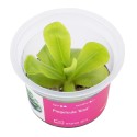 Pinguicula ‘Gina’ - roślina owadożerna tłustosz do terrarium Pinguicula ‘Gina’ - roślina owadożerna tłustosz do terrarium