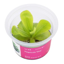 Pinguicula ‘Gina’ - roślina owadożerna tłustosz do terrarium
