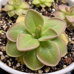 Pinguicula ‘Gina’ - roślina owadożerna tłustosz do terrarium Pinguicula ‘Gina’ - roślina owadożerna tłustosz do terrarium