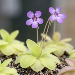 Pinguicula ‘Gina’ - roślina owadożerna tłustosz do terrarium Pinguicula ‘Gina’ - roślina owadożerna tłustosz do terrarium