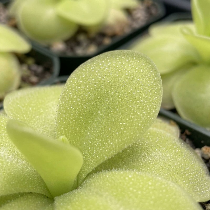 Pinguicula ‘Gina’ - roślina owadożerna tłustosz do terrarium Pinguicula ‘Gina’ - roślina owadożerna tłustosz do terrarium