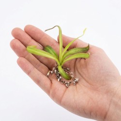 Pinguicula 'Calderoniae - Llano del Conejo' - roślina owadożerna tłustosz do terrarium Pinguicula 'Calderoniae - Llano del Conejo' - roślina owadożerna tłustosz do terrarium