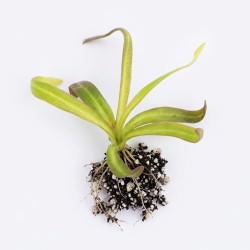 Pinguicula 'Calderoniae - Llano del Conejo' - roślina owadożerna tłustosz do terrarium Pinguicula 'Calderoniae - Llano del Conejo' - roślina owadożerna tłustosz do terrarium
