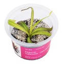 Pinguicula 'Calderoniae - Llano del Conejo' - roślina owadożerna tłustosz do terrarium Pinguicula 'Calderoniae - Llano del Conejo' - roślina owadożerna tłustosz do terrarium