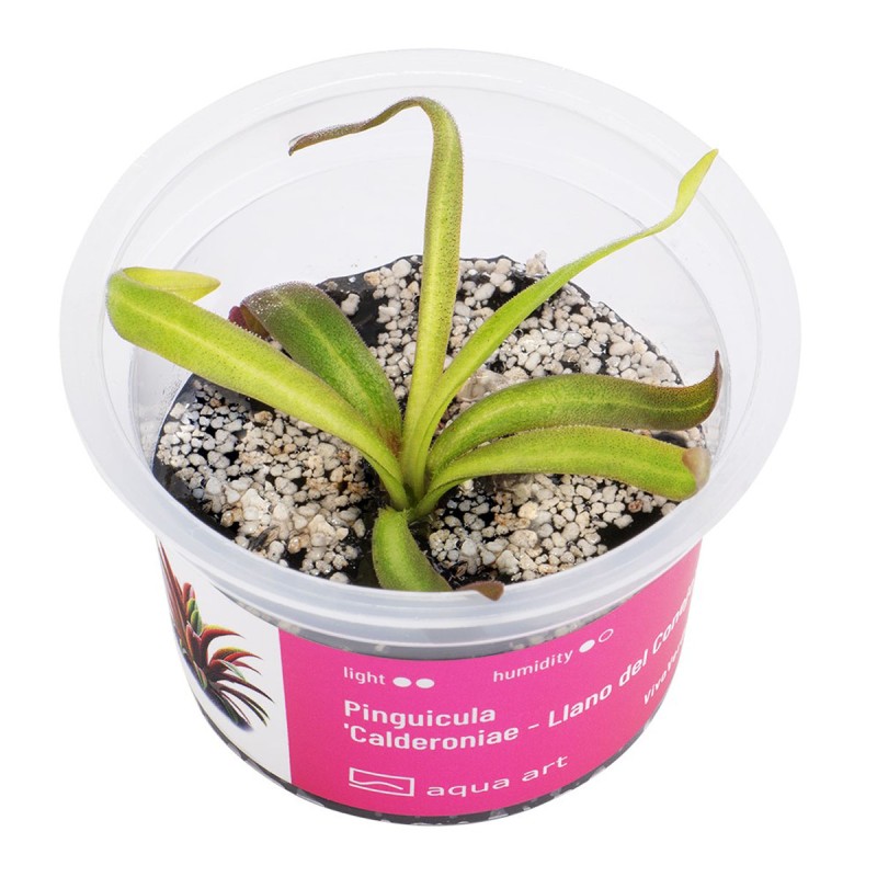 Pinguicula 'Calderoniae - Llano del Conejo' - roślina owadożerna tłustosz do terrarium Pinguicula 'Calderoniae - Llano del Conejo' - roślina owadożerna tłustosz do terrarium