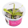 Pinguicula 'Calderoniae - Llano del Conejo' - roślina owadożerna tłustosz do terrarium