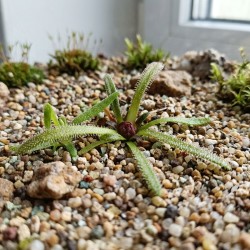 Pinguicula 'Calderoniae - Llano del Conejo' - roślina owadożerna tłustosz do terrarium Pinguicula 'Calderoniae - Llano del Conejo' - roślina owadożerna tłustosz do terrarium