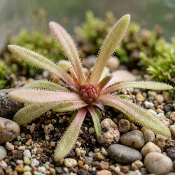Pinguicula 'Calderoniae - Llano del Conejo' - roślina owadożerna tłustosz do terrarium Pinguicula 'Calderoniae - Llano del Conejo' - roślina owadożerna tłustosz do terrarium