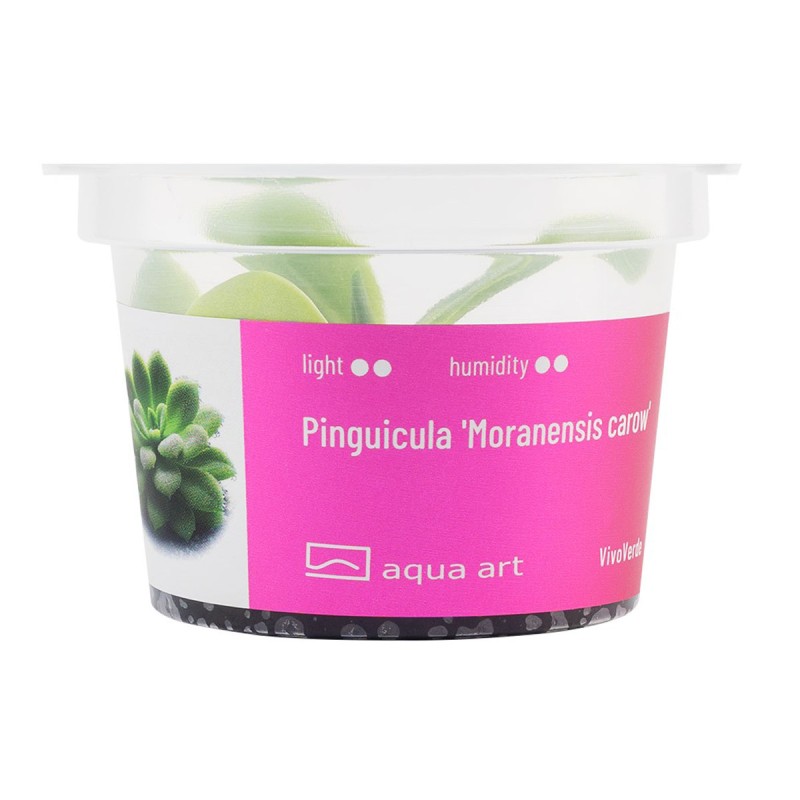 Pinguicula 'Moranensis carow' - roślina owadożerna tłustosz do terrarium