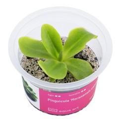 Pinguicula 'Moranensis carow' - roślina owadożerna tłustosz do terrarium