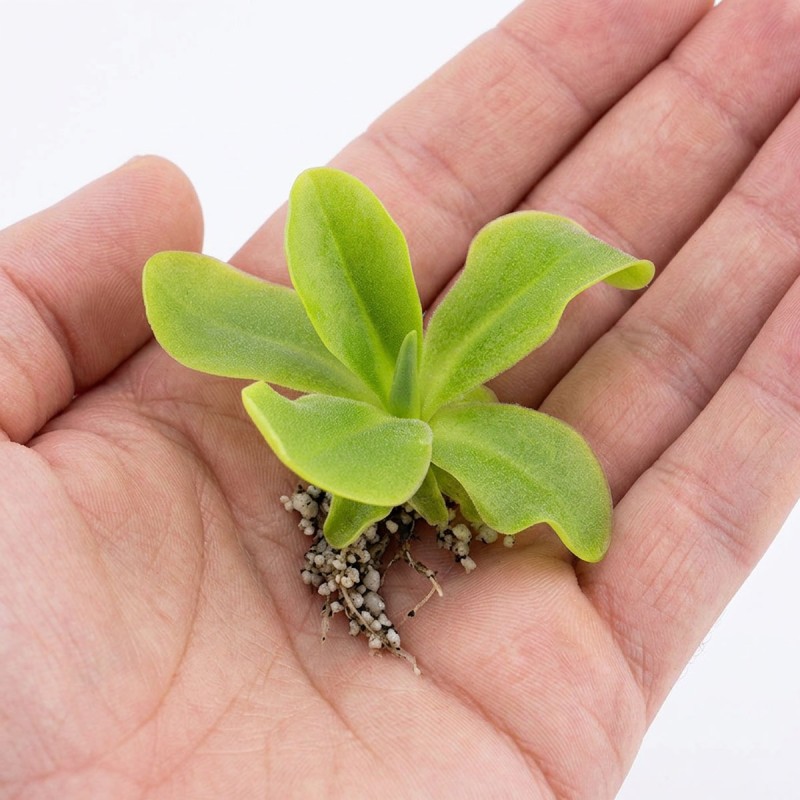 Pinguicula 'Moranensis carow' - roślina owadożerna tłustosz do terrarium