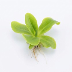 Pinguicula 'Moranensis carow' - roślina owadożerna tłustosz do terrarium