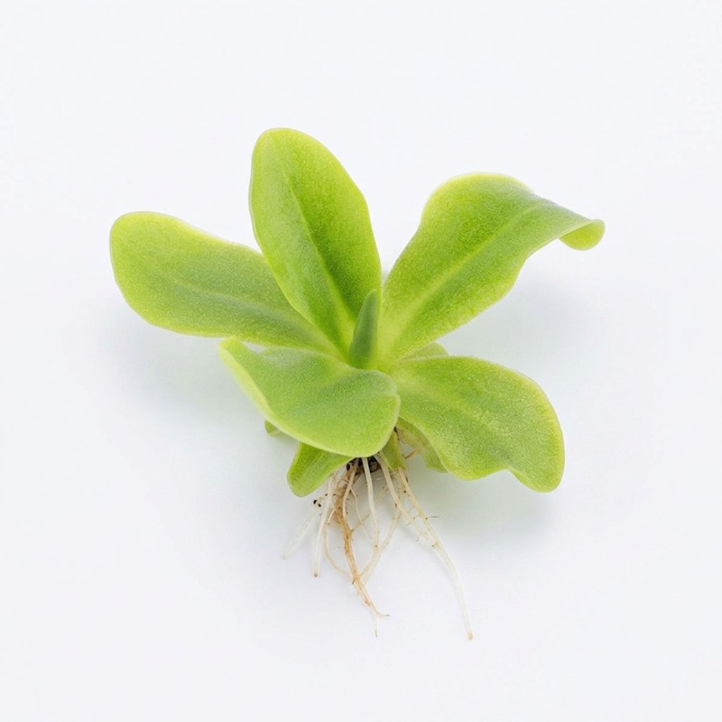 Pinguicula 'Moranensis carow' - roślina owadożerna tłustosz do terrarium