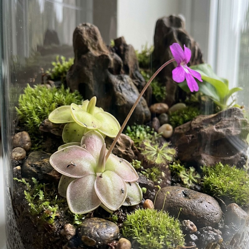 Pinguicula 'Moranensis carow' - roślina owadożerna tłustosz do terrarium