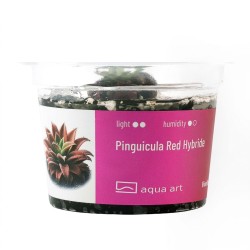 Pinguicula Red Hybride - roślina owadożerna tłustosz do terrarium