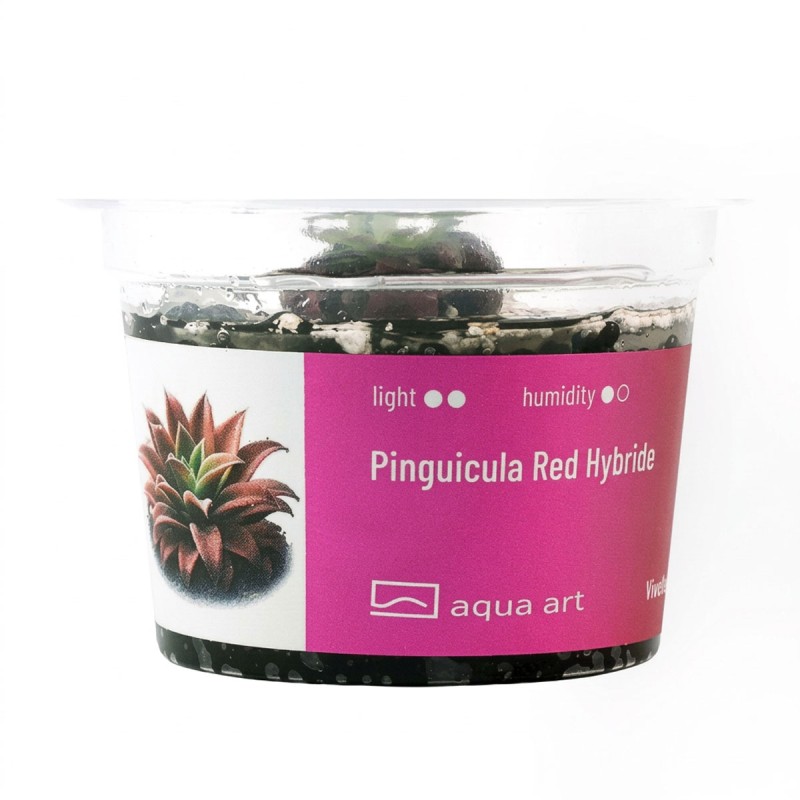 Pinguicula Red Hybride - roślina owadożerna tłustosz do terrarium
