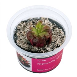 Pinguicula Red Hybride - roślina owadożerna tłustosz do terrarium