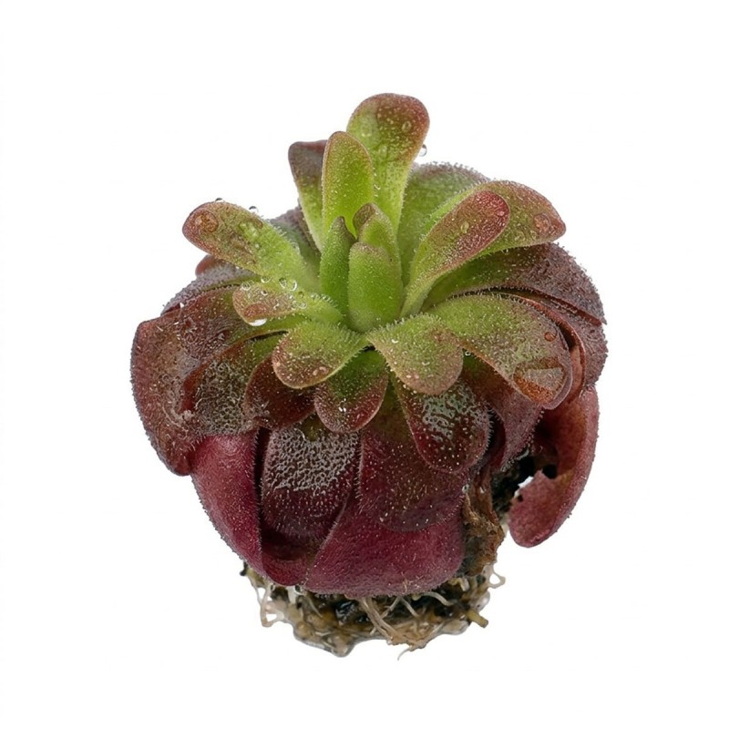 Pinguicula Red Hybride - roślina owadożerna tłustosz do terrarium