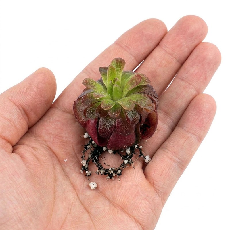 Pinguicula Red Hybride - roślina owadożerna tłustosz do terrarium