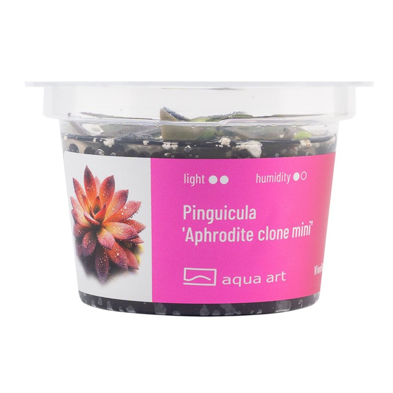 Pinguicula 'Aphrodite clone mini' - roślina owadożerna tłustosz miniaturowy do terrarium