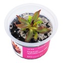 Pinguicula 'Aphrodite clone mini' - roślina owadożerna tłustosz miniaturowy do terrarium