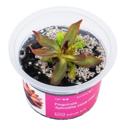 Pinguicula 'Aphrodite clone mini' - roślina owadożerna tłustosz miniaturowy do terrarium