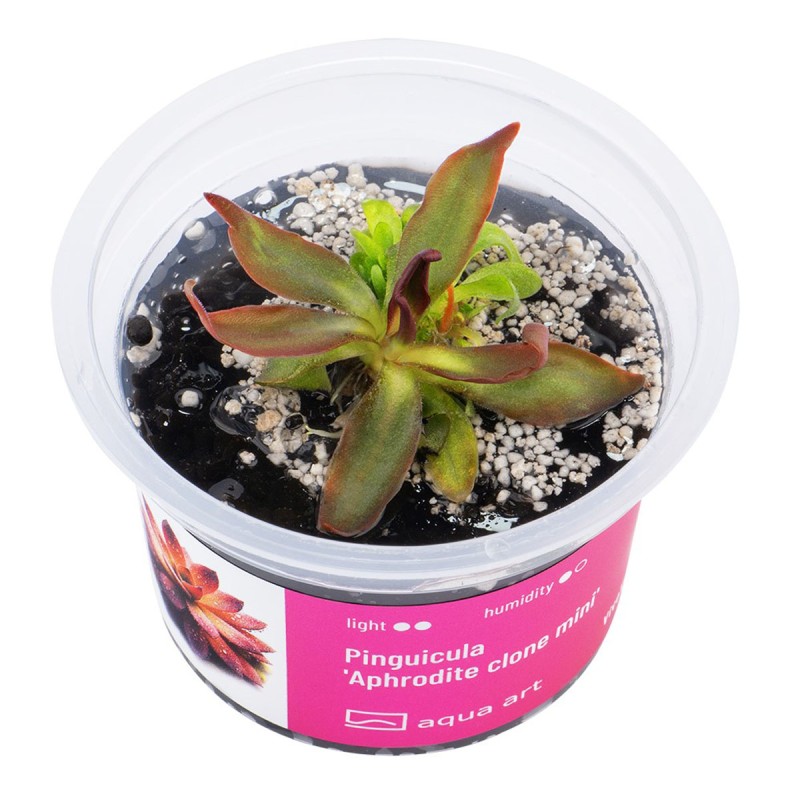 Pinguicula 'Aphrodite clone mini' - roślina owadożerna tłustosz miniaturowy do terrarium
