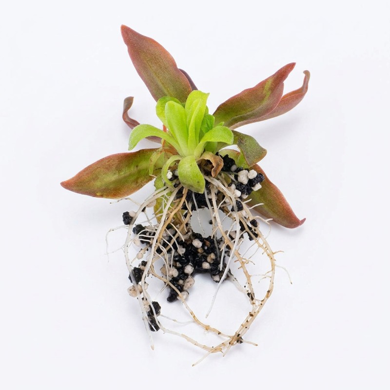 Pinguicula 'Aphrodite clone mini' - roślina owadożerna tłustosz miniaturowy do terrarium