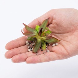 Pinguicula 'Aphrodite clone mini' - roślina owadożerna tłustosz miniaturowy do terrarium
