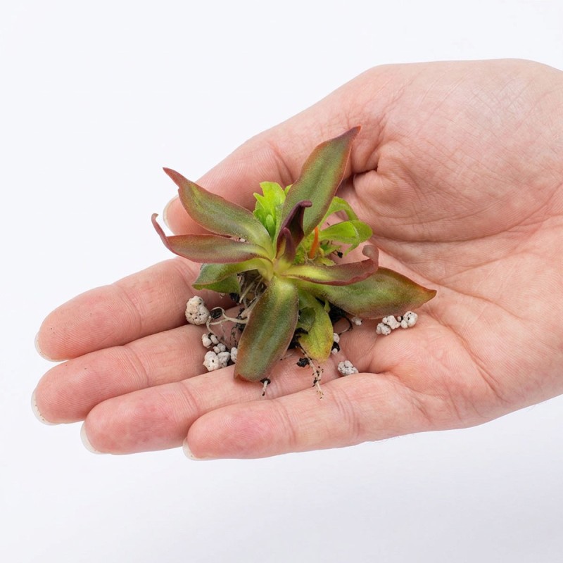 Pinguicula 'Aphrodite clone mini' - roślina owadożerna tłustosz miniaturowy do terrarium