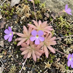 Pinguicula 'Aphrodite clone mini' - roślina owadożerna tłustosz miniaturowy do terrarium