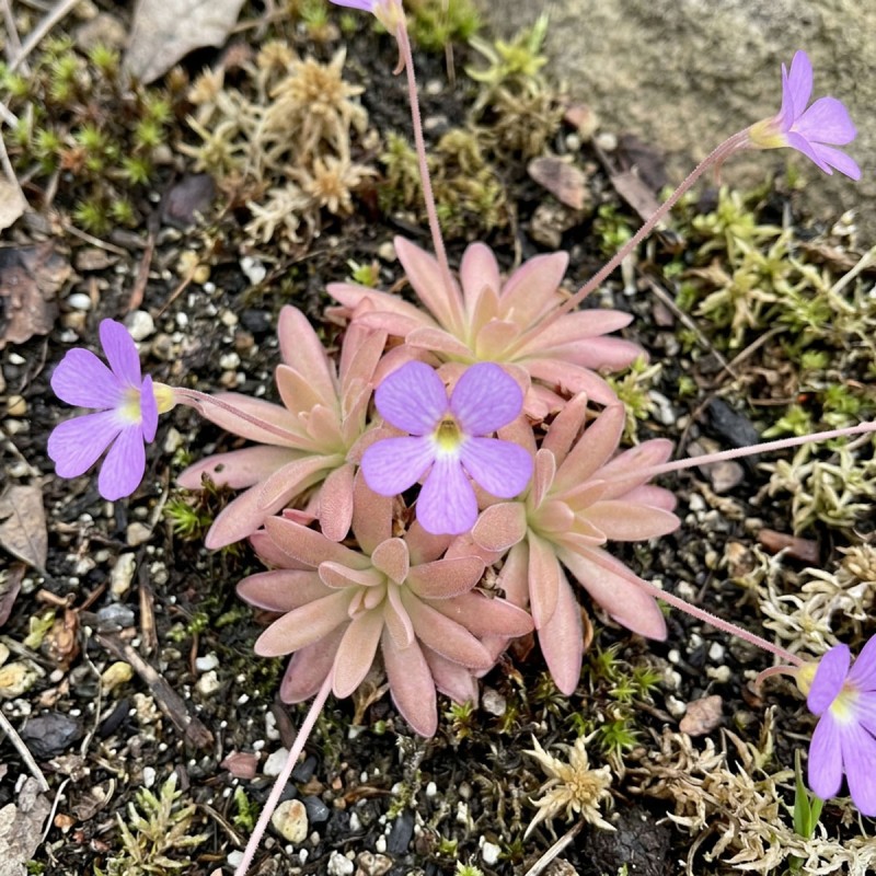 Pinguicula 'Aphrodite clone mini' - roślina owadożerna tłustosz miniaturowy do terrarium