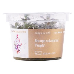 Bacopa salzmannii 'Purple' - roślina do akwarium