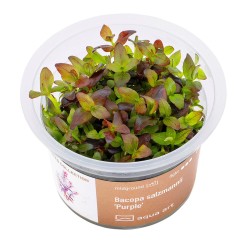 Bacopa salzmannii 'Purple' - roślina do akwarium