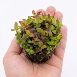 Bacopa salzmannii 'Purple' - roślina do akwarium