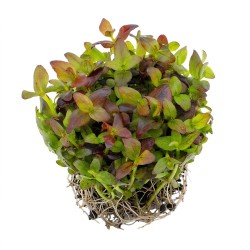 Bacopa salzmannii 'Purple' - roślina do akwarium