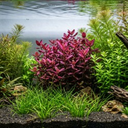 Bacopa salzmannii 'Purple' - roślina do akwarium