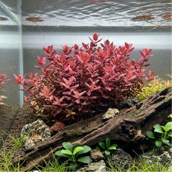 Bacopa salzmannii 'Purple' - roślina do akwarium