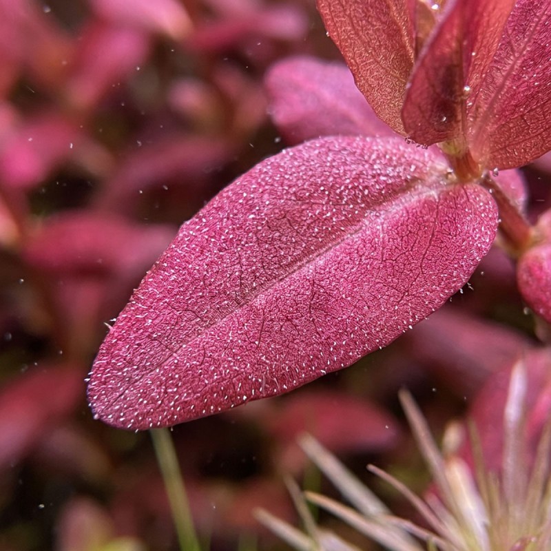 Bacopa salzmannii 'Purple' - roślina do akwarium